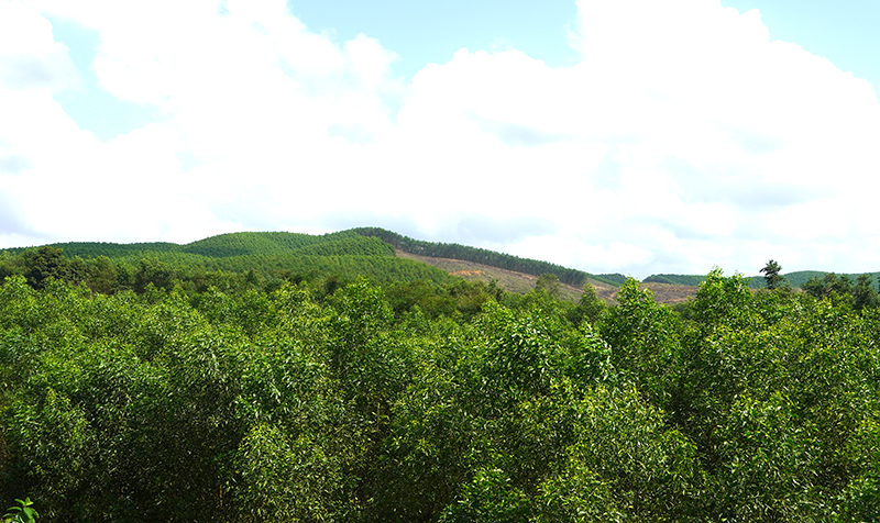 Hàng trăm ha rừng gỗ lớn ở xã Kim Thủy phát triển tốt.