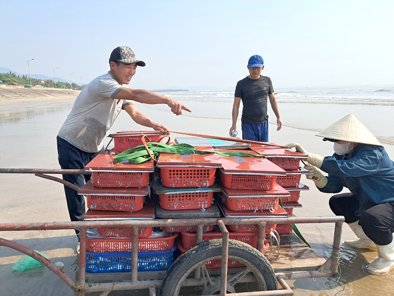 Quảng Trạch: Ngư dân đánh bắt gần bờ trúng đậm cá bè vàng