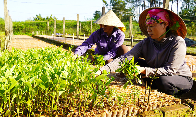 Mô hình vườn ươm cây giống lâm nghiệpcung cấp cho thị trường được nhiều doanh nghiệp, hộ dân trên địa bàn huyện Bố Trạch tham gia, góp phần giải quyết việc làm, cải thiện đời sống cho nhiều lao động. 