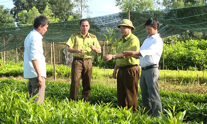 Công tác quản lý nhà nước về chất lượng giống cây trồng lâm nghiệp luôn được Hạt Kiểm lâm huyện Bố Trạch chú trọng.     