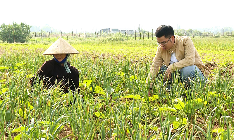 Cán bộ Phòng Kinh tế TX. Ba Đồn hướng dẫn kỹ thuật chăm sóc cây tỏi tía cho người dân vùng cồn bãi xã Quảng Minh.