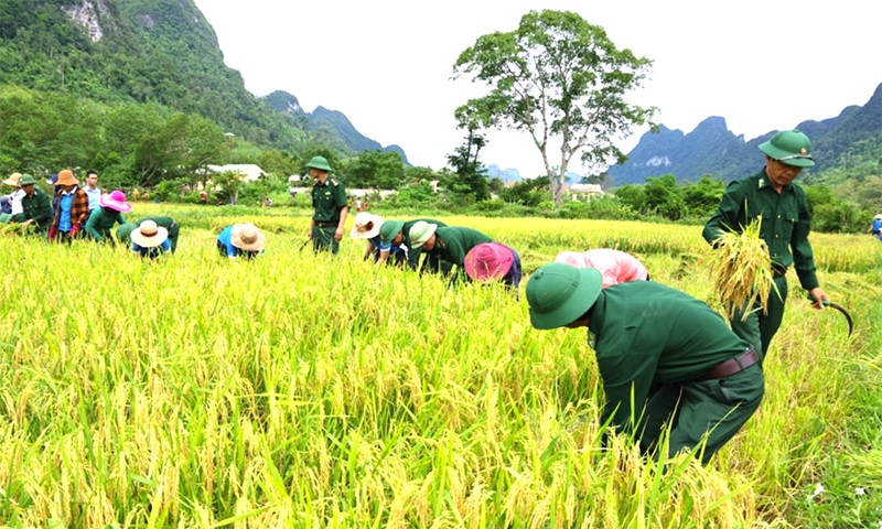 Cán bộ, chiến sĩ BĐBP Quảng Bình giúp nhân dân gặt lúa. Ảnh: Châu Thành