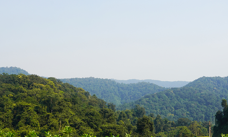 Hàng nghìn ha rừng ở tỉnh ta đã được trả tiền từ bán tín chỉ carbon.