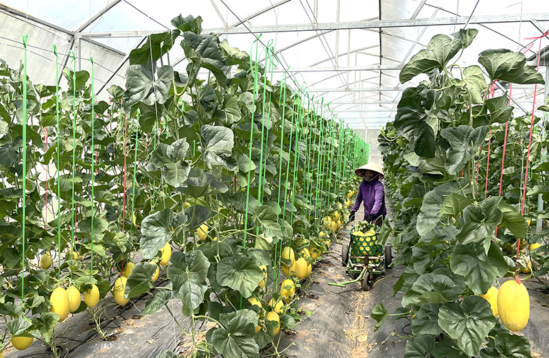 Mô hình trồng dưa lưới trong nhà màng của HTX Hưng Loan (Quảng Trạch).