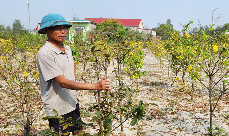 Mô hình trồng hoa mai của nông dân xã Trung Trạch (Bố Trạch) mang lại hiệu quả cao.