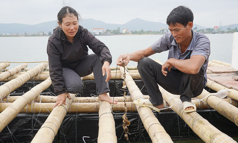 Vợ chồng anh Trần Quốc Trong mạnh dạn đầu tư nuôi hàu treo dây trên vùng cửa Gianh.