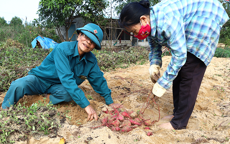 Giống khoai lang Bảo Ninh phù hợp khi được đem trồng tại thôn Phú Cát (xã Lương Ninh, huyện Quảng Ninh).