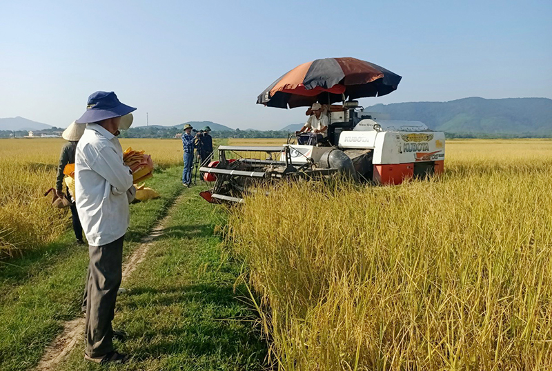 Chuỗi liên kết trồng, chế biến và tiêu thụ gạo ST25 đang được HTX Sản xuất nấm sạch và rượu Xuân Hưng triển khai hiệu quả.