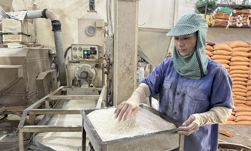 Sản xuất gạo sạch tại HTX Xay xát chế biến lúa gạo Nga Hoàng.