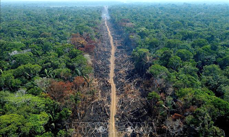Khoảng rừng Amazon bị đốt phá tại Humaita, bang Amazonas, Brazil. Ảnh tư liệu: AFP/TTXVN