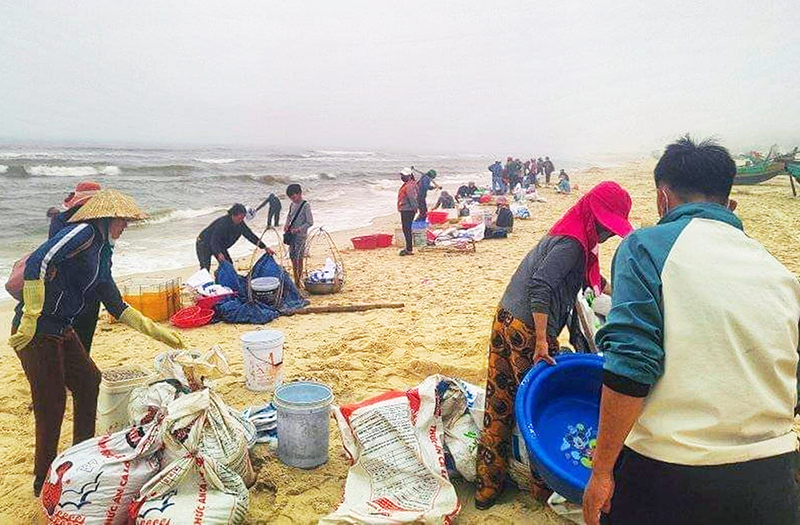 Ngư dân Hải Ninh trúng đậm ruốc biển.