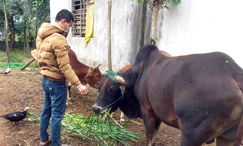 Từ nguồn vốn vay theo Quyết định số 22, anh L.Q.T. ở xã Xuân Trạch đã đầu tư mua bò phát triển chăn nuôi.