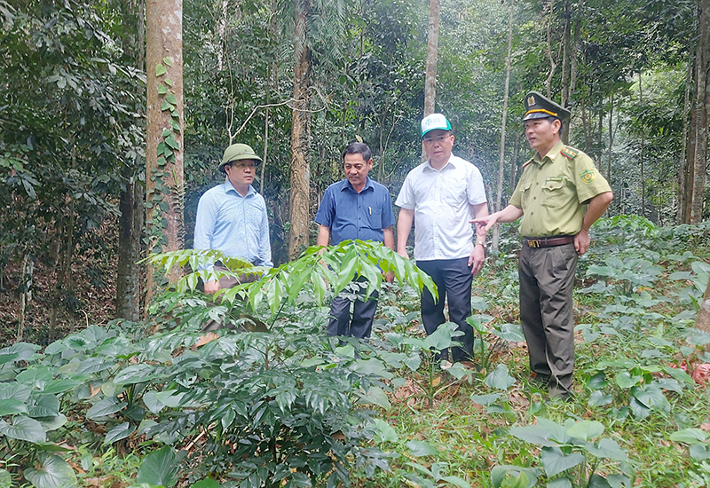 Các đại biểu tham quan mô hình rừng trồng trồng rừng bằng cây bản địa tại huyện Tuyên Hóa.