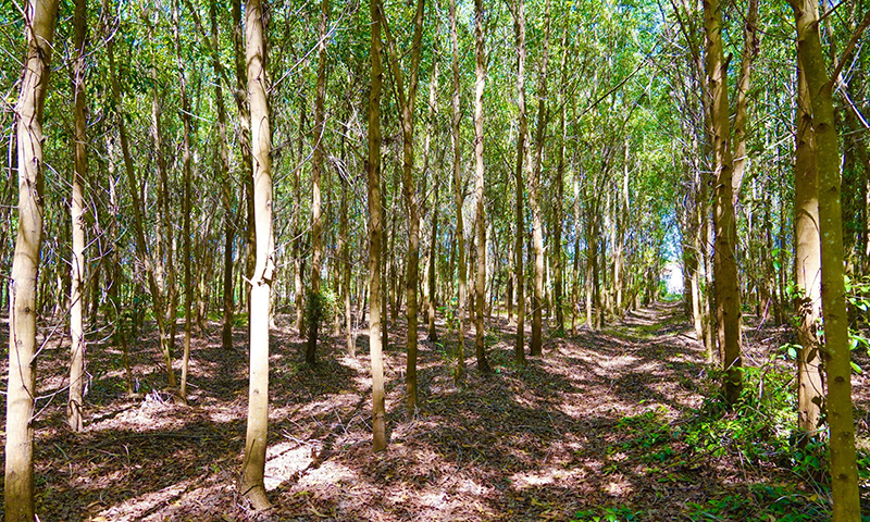 Công ty Long Đại ưu tiên phát triển diện tích trồng rừng gỗ lớn.