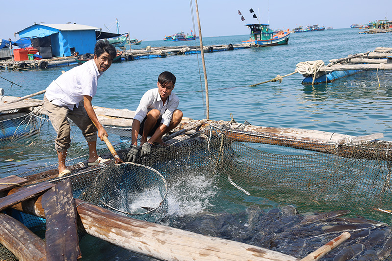 Mô hình nuôi cá bớp trên biển của ông Nguyễn Văn Chiến mang lại hiệu quả kinh tế cao.