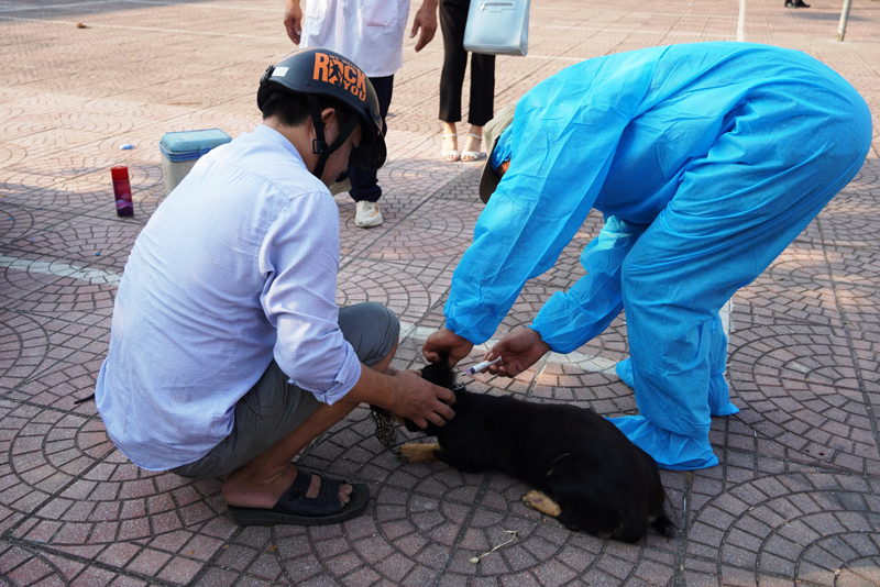 Cán bộ thú y tiêm vắc xin phòng dại cho chó trên địa bàn phường Quảng Phong. 