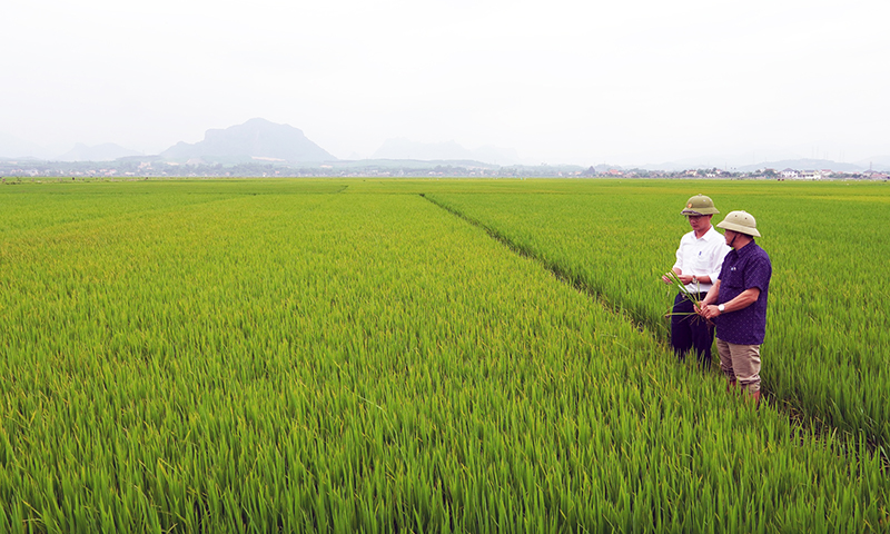 Mô hình trồng lúa theo chuỗi giá trị tại HTX Sản xuất kinh doanh dịch vụ nông nghiệp Lộc Long, xã Xuân Ninh (Quảng Ninh).
