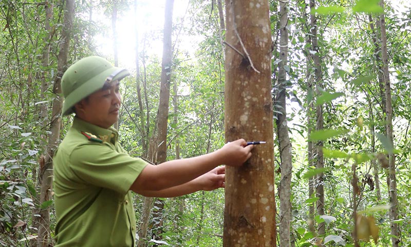 Diện tích trồng rừng gỗ lớn sau gần 5 năm. 