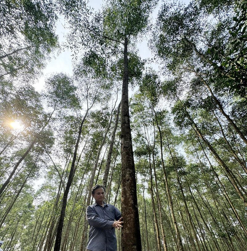 Một góc rừng gỗ lớn của ông Hồ A Lai, xã Kim Thủy (Lệ Thủy).