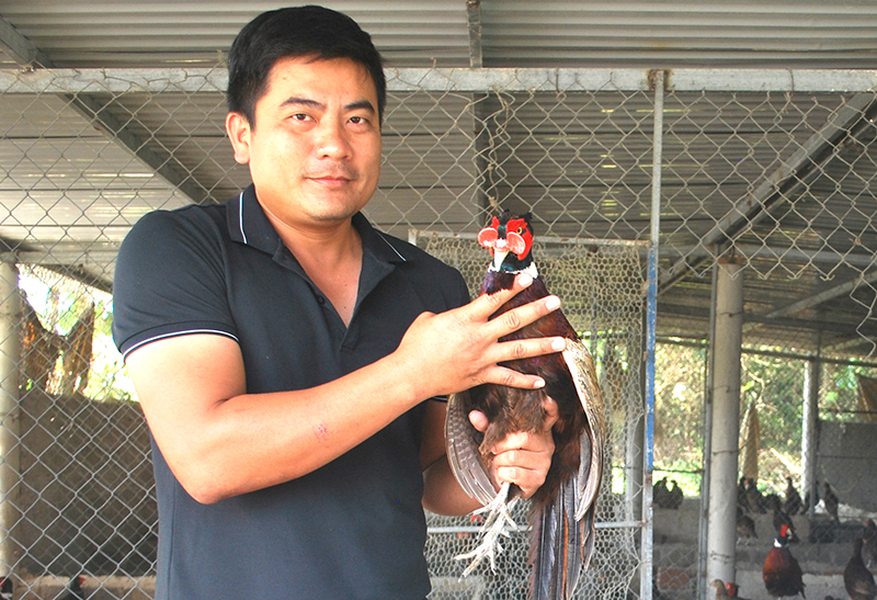 Hàng nghìn con chim trĩ được nuôi tại trang trại của anh Phạm Anh Tuân (xã Lộc Ninh).