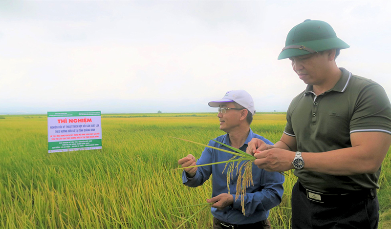 Mô hình “Trồng lúa chất lượng cao theo hướng hữu cơ” tại xã Đức Ninh (TP. Đồng Hới), đạt giá trị kinh tế cao.