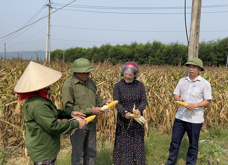Cán bộ xã Kim Hóa cùng người dân đang kiểm tra, thống kê diện tích ngô bị thiệt hại.