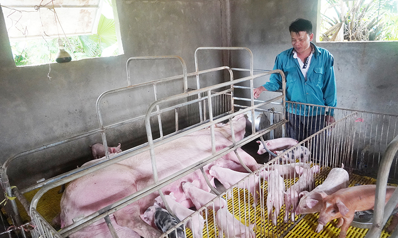 Một gia trại nuôi lợn của nông dân thôn Liêm Hóa, xã Trung Hóa (Minh Hóa).