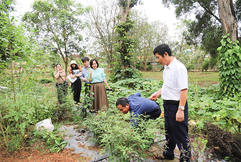 Mô hình trồng cây thuốc nam, xây dựng vườn cây dược liệu phục vụ dạy học tại Trường THPT Lê Quý Đôn.