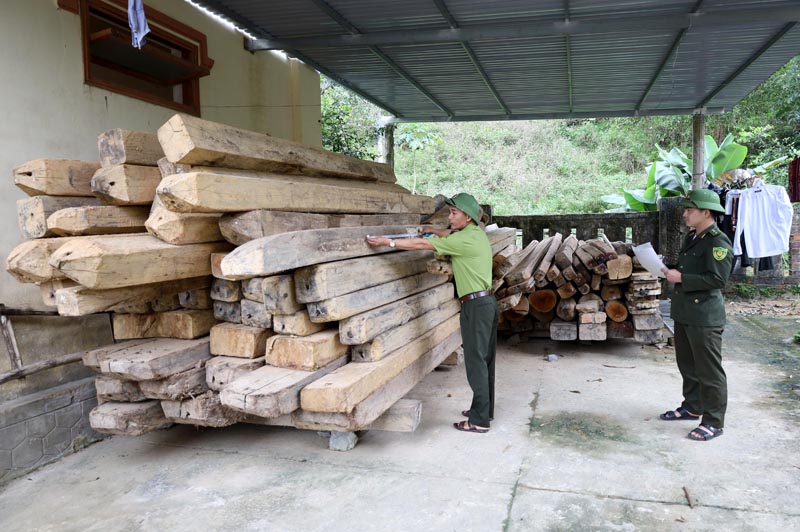 Số gỗ lậu bị lực lượng Kiểm lâm tỉnh thu giữ. 