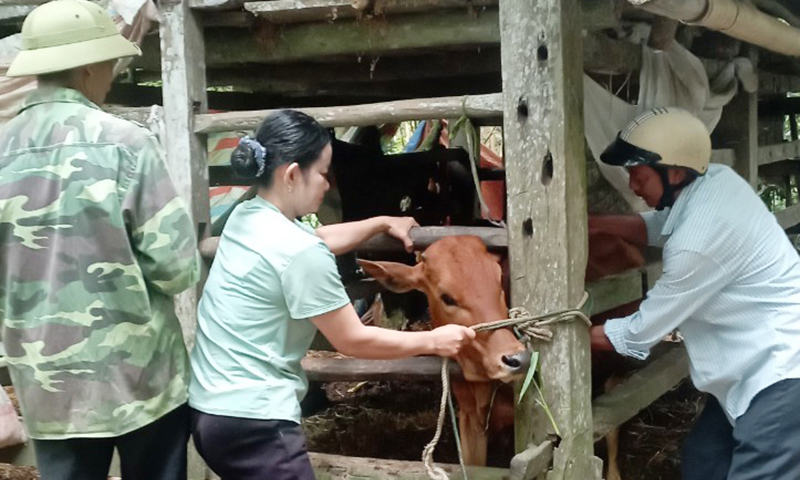 Tiêm phòng vắc-xin cho đàn vật nuôi trên địa bàn huyện Bố Trạch.