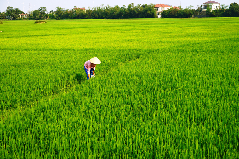 Một số vùng trồng lúa trên địa bàn tỉnh đã được cấp mã vùng trồng.