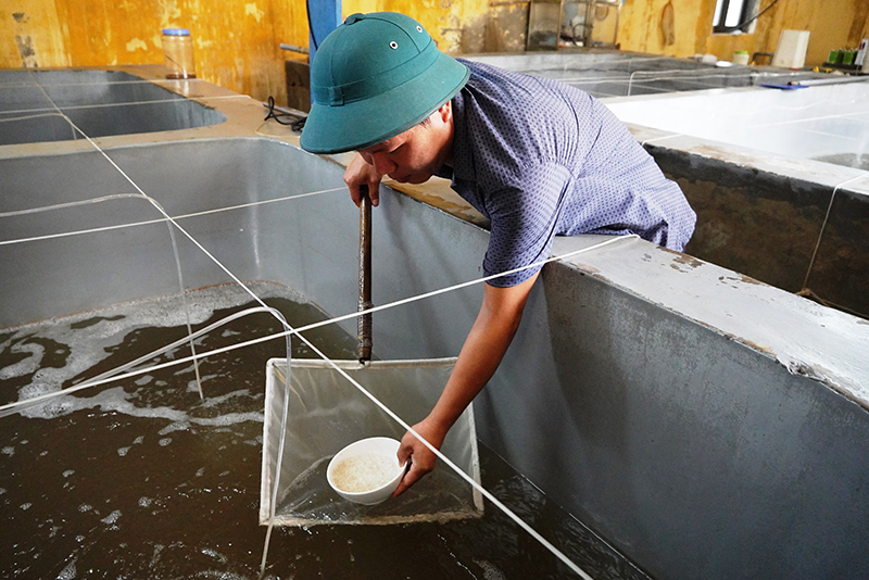 Trại giống thủy sản mặn lợ Quang Phú cung ứng đủ 70-80% nhu cầu tôm giống cho người dân.