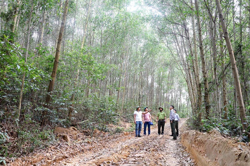 Một diện tích trồng rừng gỗ lớn trên 4 năm tuổi ở huyện Quảng Ninh.