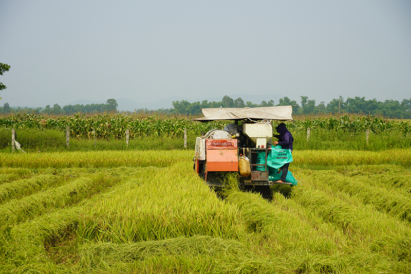 Nông dân xã Quảng Kim (Quảng Trạch) đang gặt lúa vụ đông-xuân, đây là địa phương có năng suất lúa cao nhất năm nay.