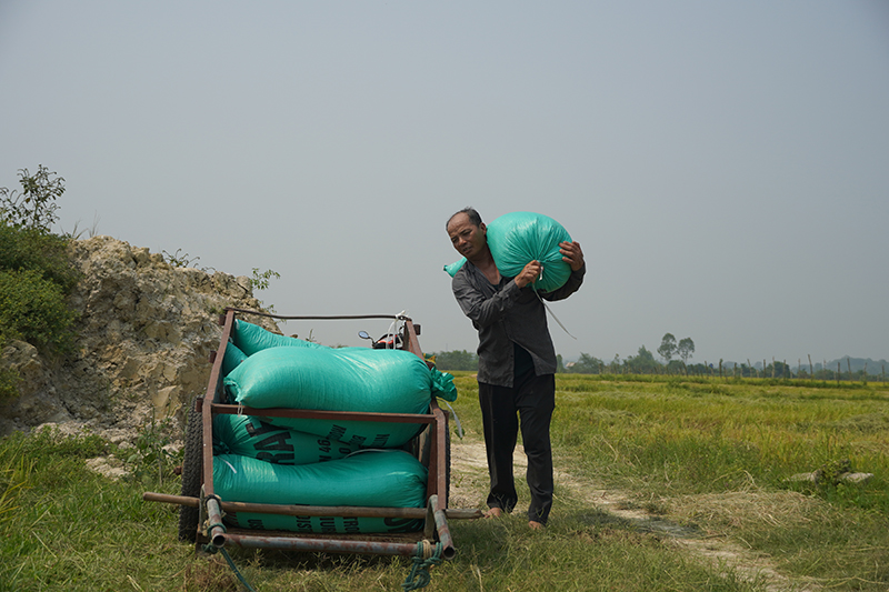 Nông dân đưa lúa lên xe cải tiến để chở về nhà.