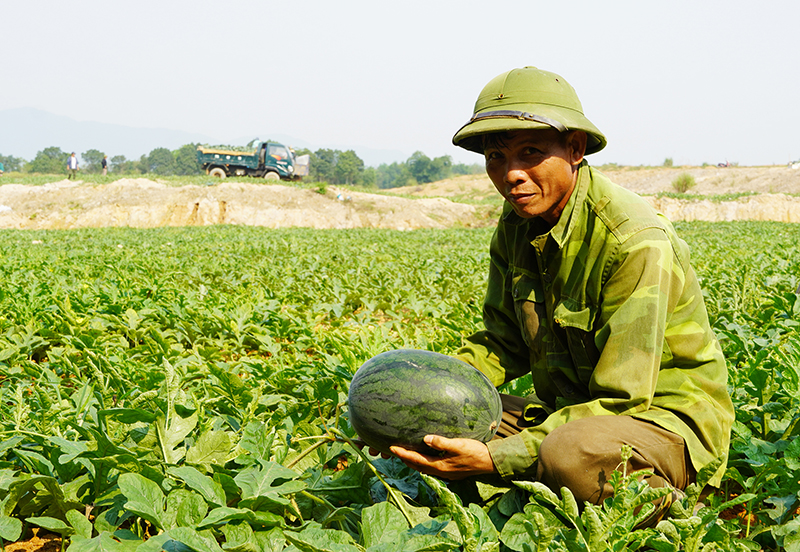 Ruộng dưa của gia đình ông Hồ Xuân Tuệ (thị trấn nông trường Việt Trung, Bố Trạch) năm nay thu hoạch có lãi.