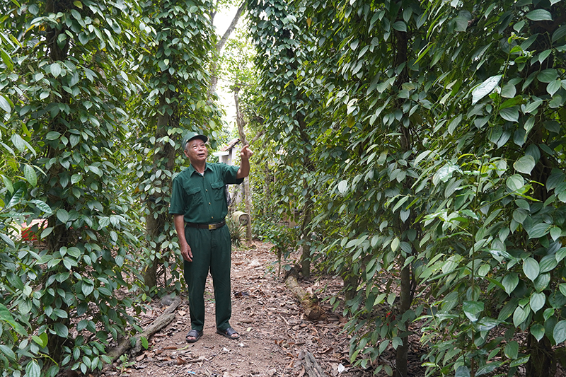 Cựu chiến binh Nguyễn Thanh Bình trong vườn tiêu của gia đình.