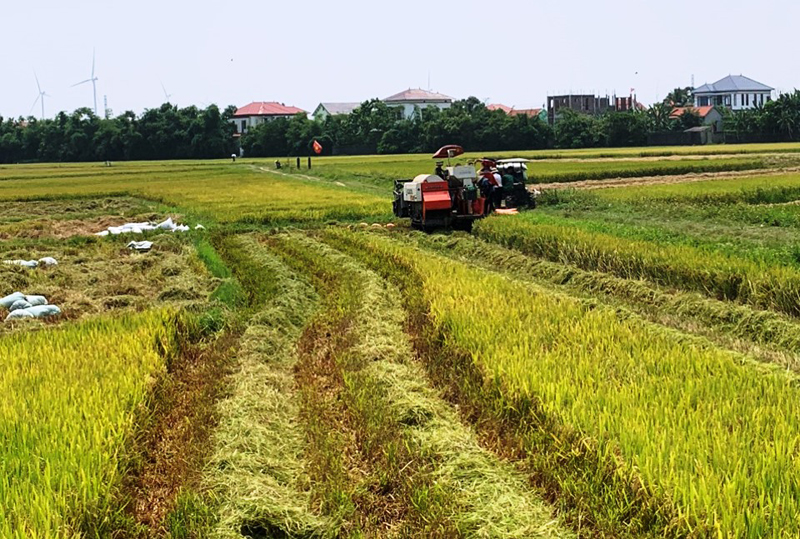 Nông dân huyện Quảng Ninh thu hoạch vụ lúa đông-xuân.