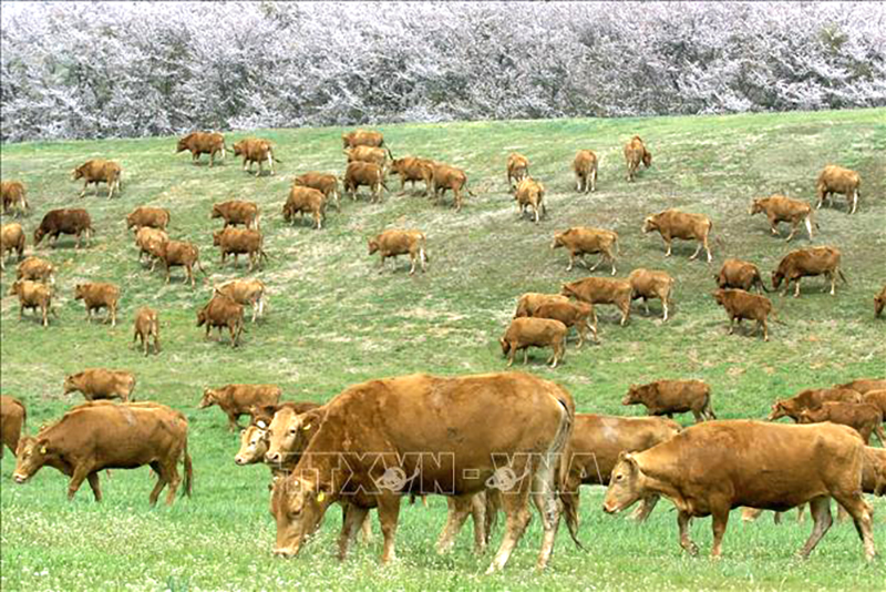  Đàn bò ăn cỏ tại trang trại ở Seosan, Hàn Quốc. Ảnh: AFP/TTXVN