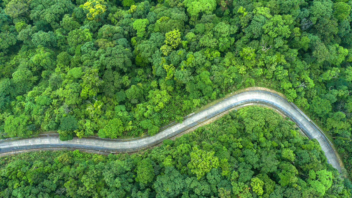 Cho biển, rừng liền nhau...