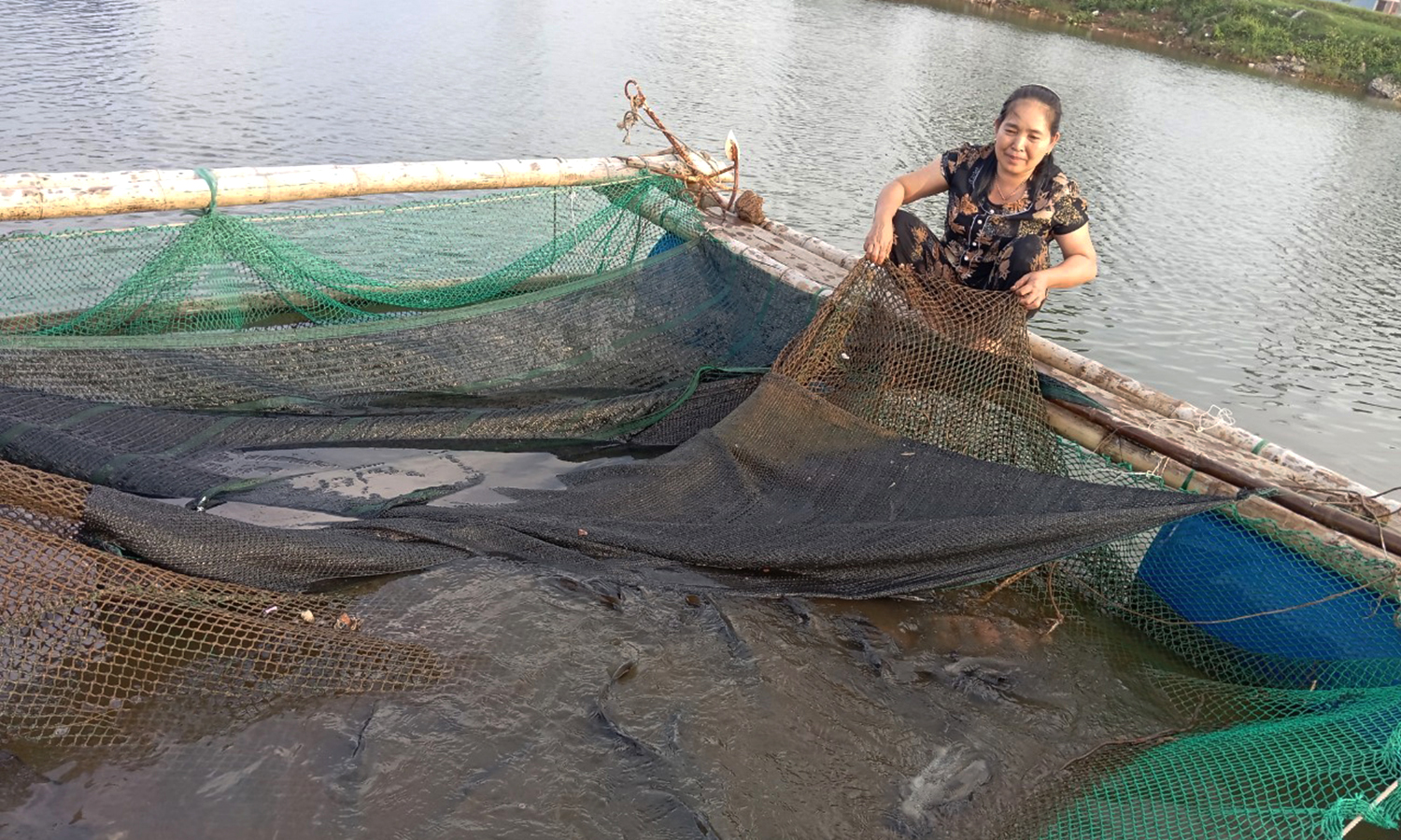 Cá lồng "rớt giá", người dân gặp khó