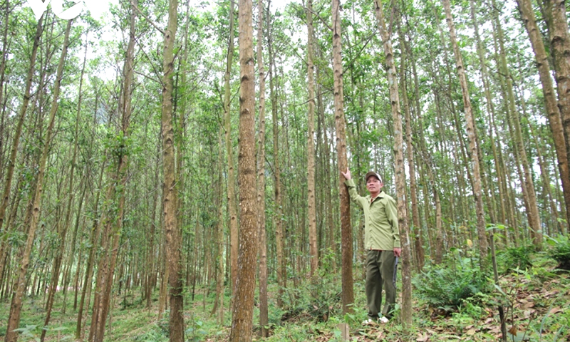 Đơn giá trồng rừng thay thế khi chuyển mục đích sử dụng rừng sang mục đích khác