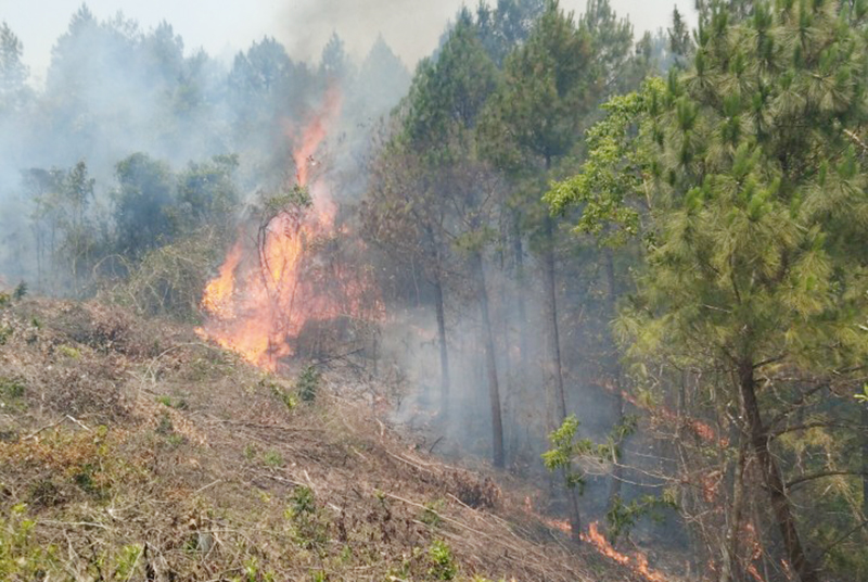 Hiện trường vụ cháy rừng ngày 30/4 tại thôn Xuân Phú, xã Sơn Hóa.
