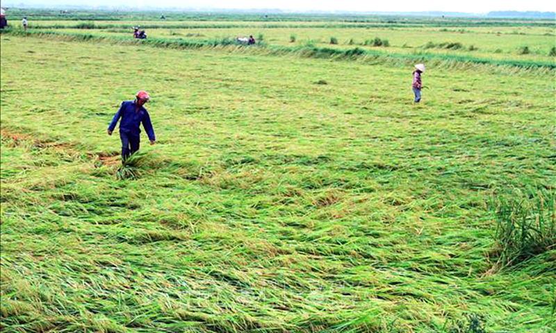 Nhiều diện tích lúa trên địa bàn huyện Quảng Ninh bị ngã đổ sau trận mưa lớn kèm gió mạnh vào tối 2/5.