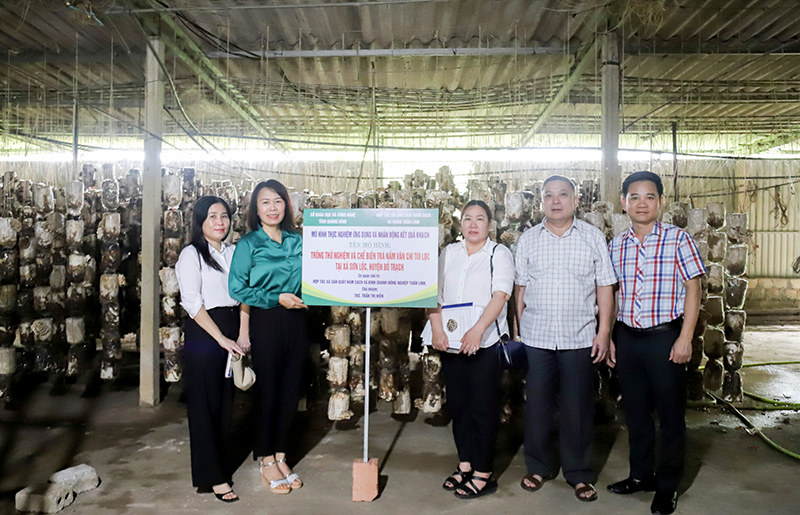 Nhiệm vụ khoa học-công nghệ liên kết “Trồng thử nghiệm và chế biến trà nấm vân chi túi lọc tại Quảng Bình”.