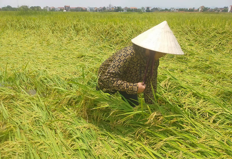 Nông dân huyện Lệ Thủy ra đồng khắc phục diện tích lúa đông-xuân bị đổ ngã.