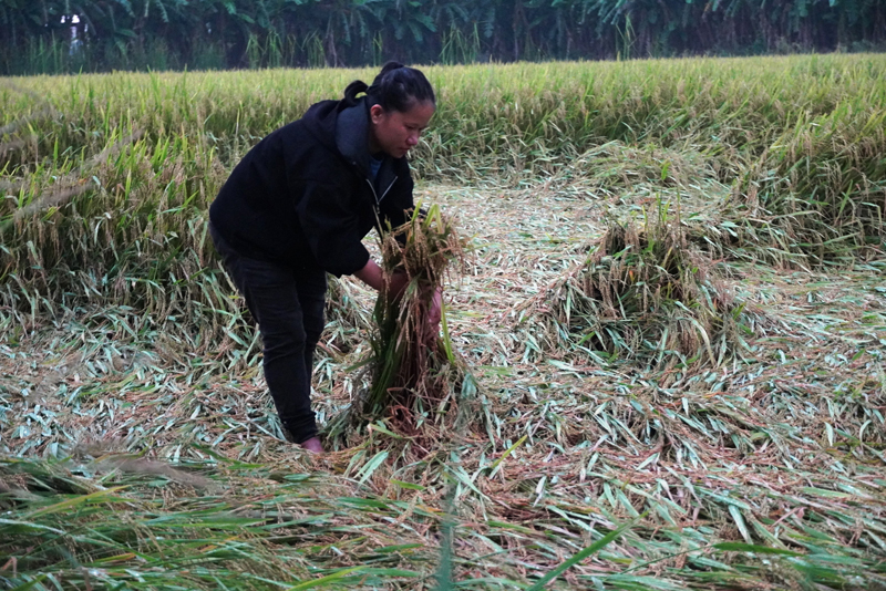 Lúa bị gãy đổ sẽ gây khó khăn cho việc thu hoạch của bà con nông dân