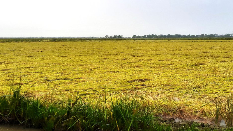 Diện tích lúa ở huyện Quảng Ninh bị gãy đổ. 