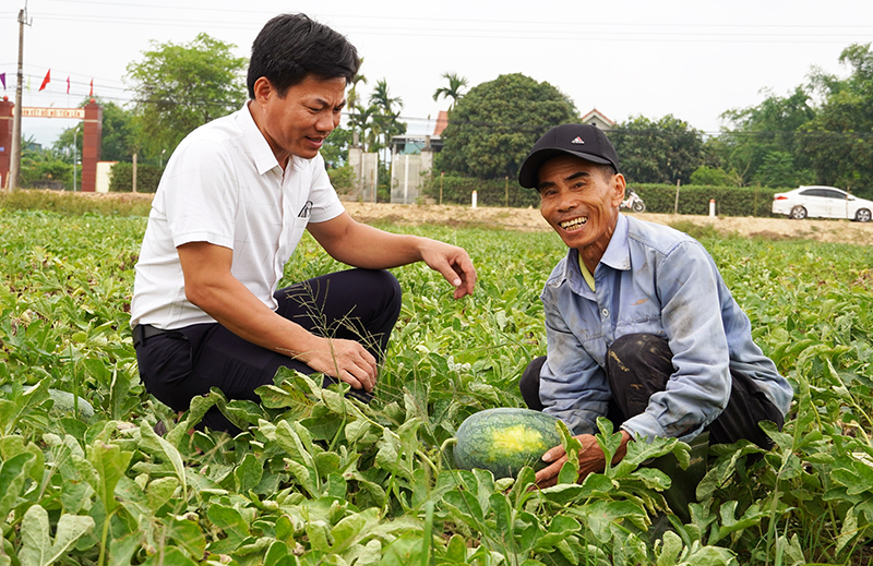 Thu hoạch dưa hấu.