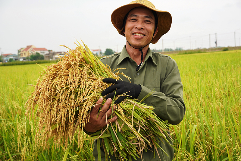 Sản xuất đúng quy trình sẽ giúp người dân quản lý và bảo vệ cây trồng tốt hơn, năng suất lúa cũng nâng lên rõ rệt.